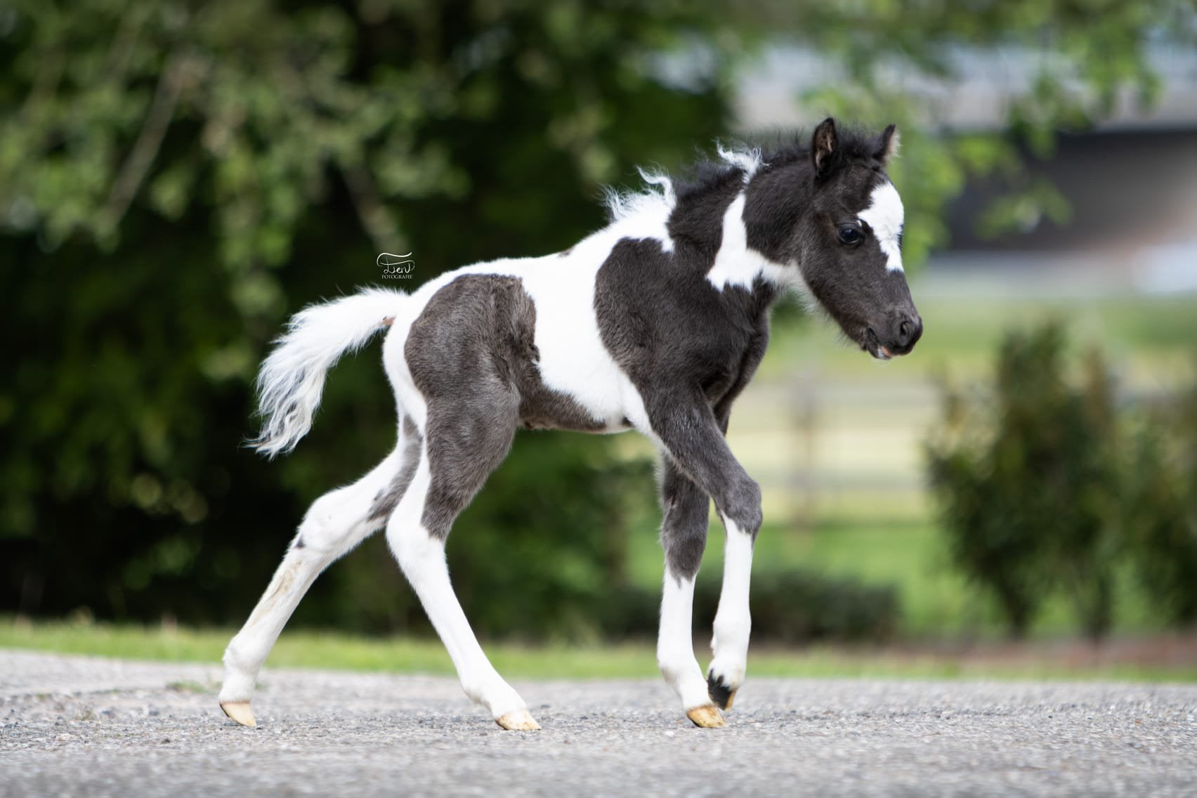 Amha - Amhr - Nmprs & Aspc Amerikaanse miniatuur pony’s, Dieren en Toebehoren, Pony's, Met stamboom, Niet van toepassing, A pony (tot 1.17m)