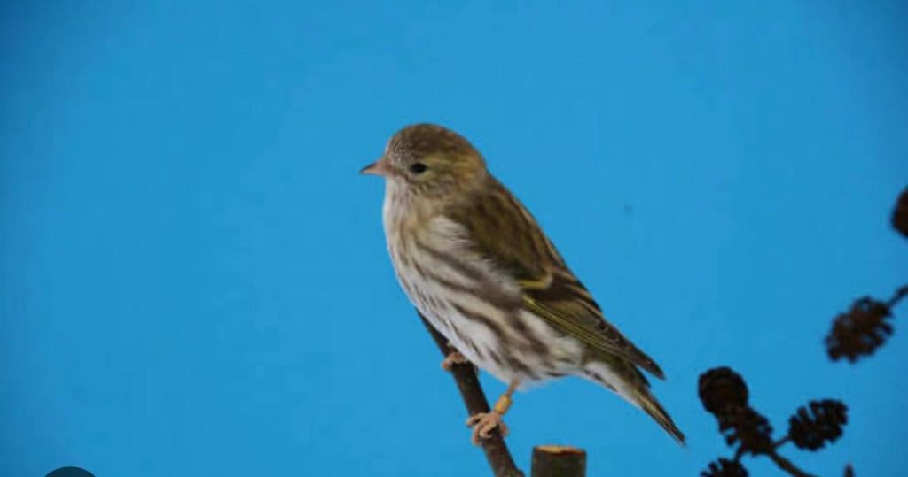 Gezocht europese sijs pop wildkleur, Vrouwelijk, Wildzangvogel, Geringd