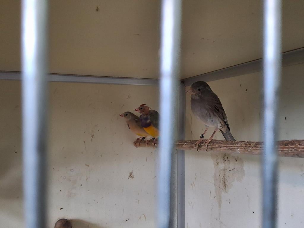 Kanarie staalblauw, pop, Dieren en Toebehoren, Vrouwelijk, Wildzangvogel, Geringd