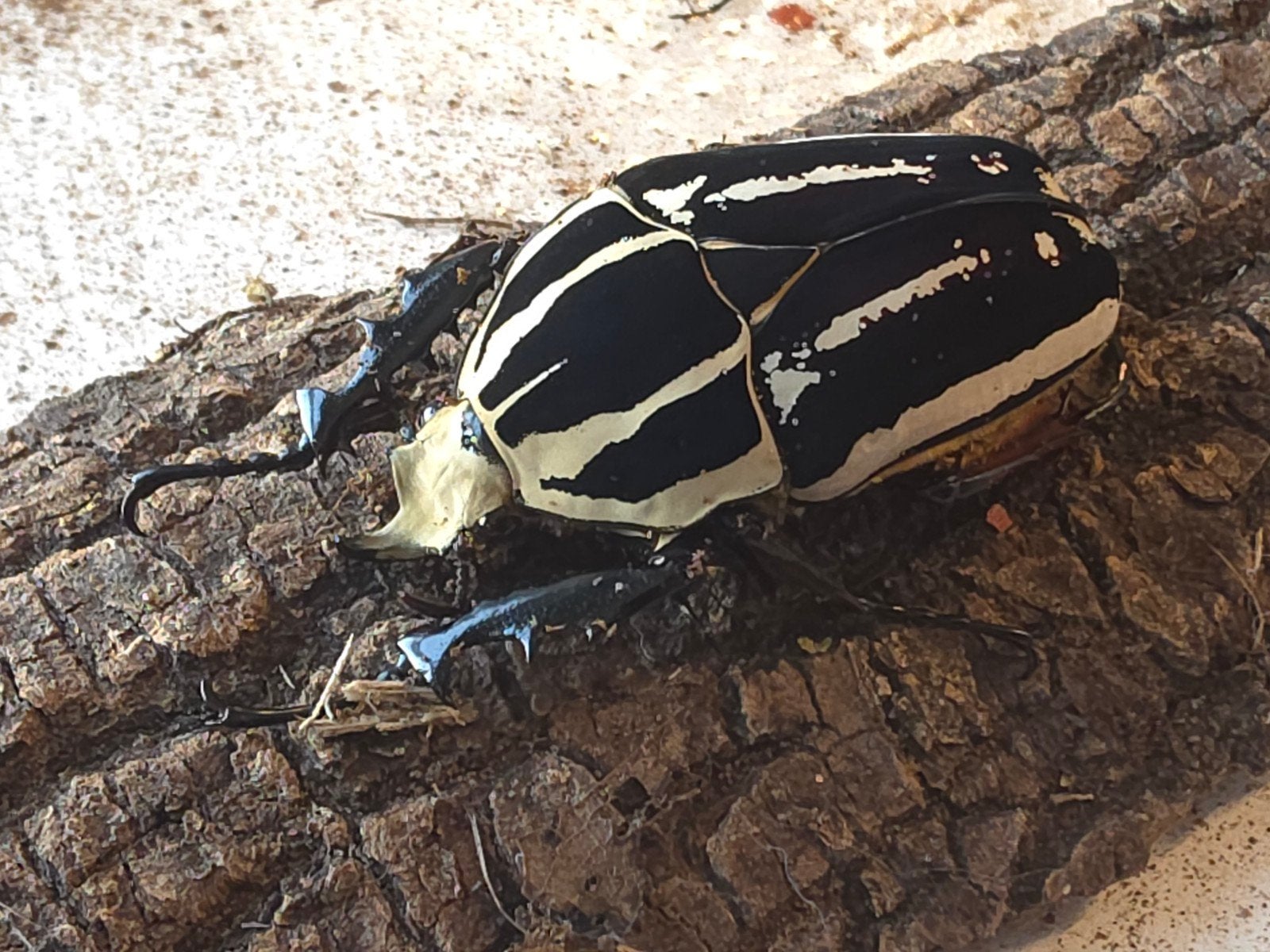 5x MTU man nog niet verpaard, Dieren en Toebehoren, Insecten en Spinnen, Overige soorten