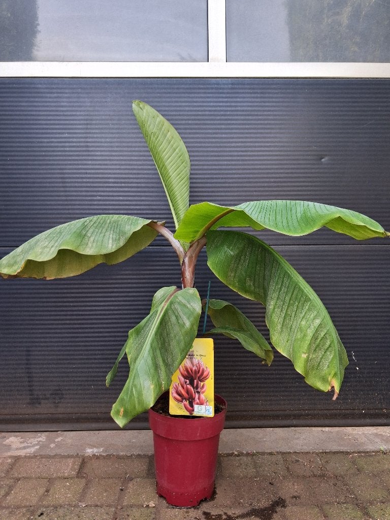 Musa Acuminata 'Red Dacca' - Rode Banaan/Cuba-banaan H:110cm, Tuin en Terras, Planten | Tuinplanten, Ophalen, Vaste plant, Halfschaduw