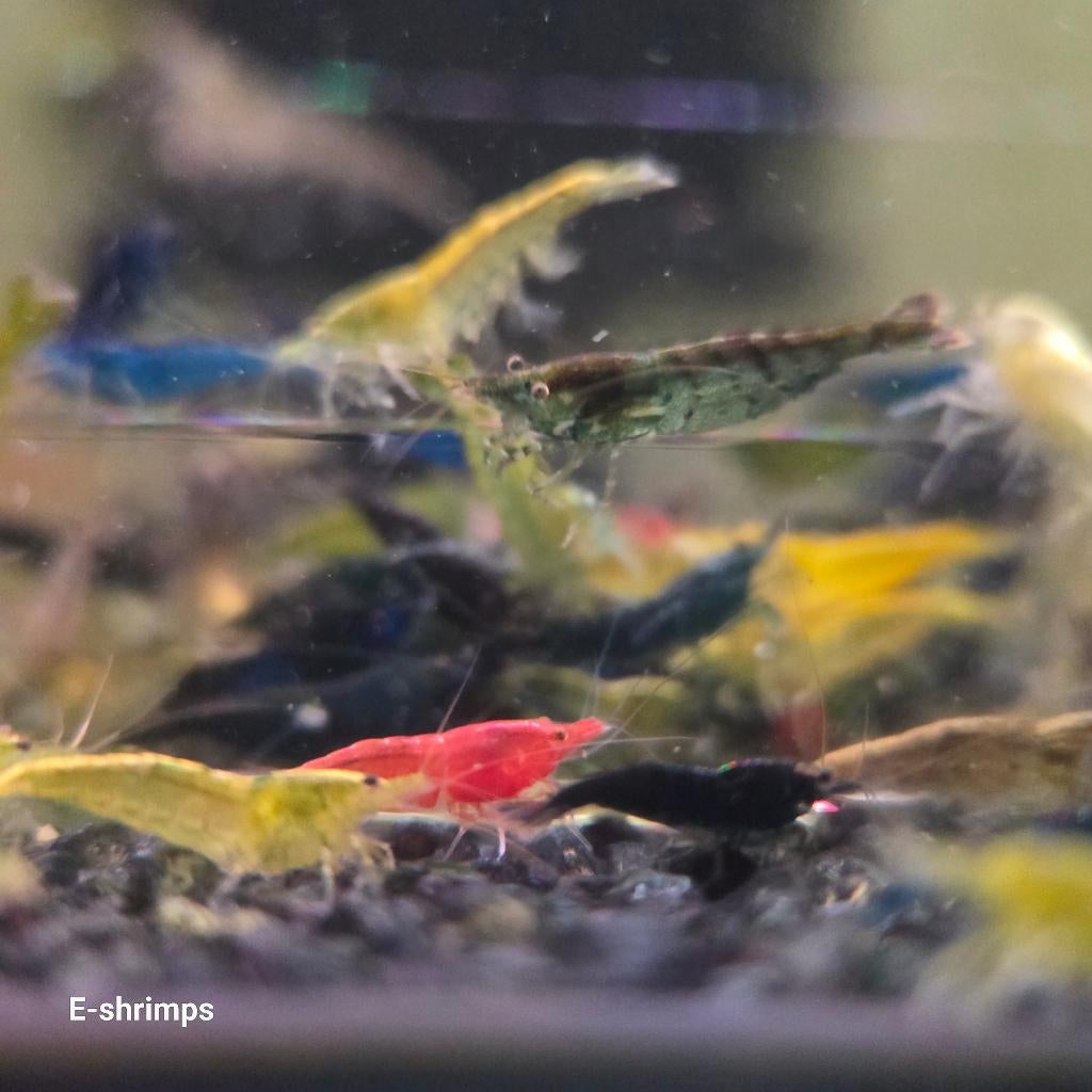 ☑️Uitgeselecteerde Neocaridina-garnalenmix Verzenden/afh, Kreeft, Krab of Garnaal, Zoetwatervis, Schoolvis