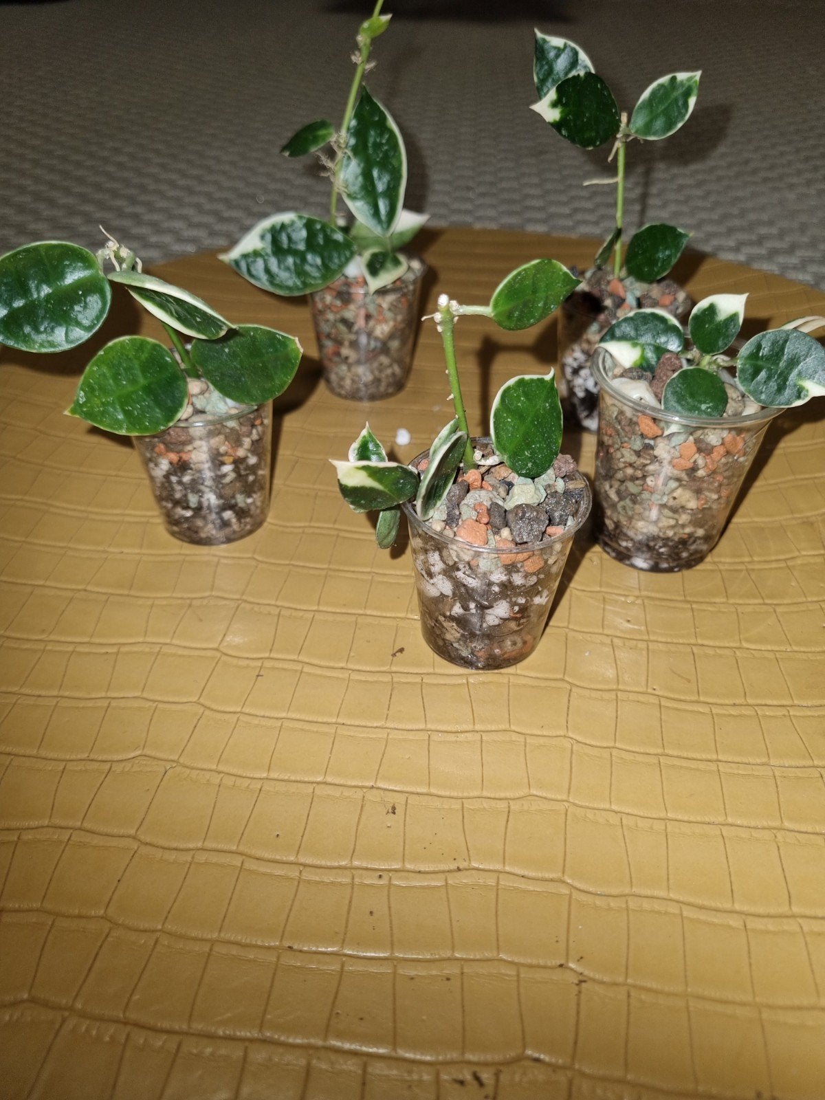 Hoya lacunosa asami, Ophalen of Verzenden, Halfschaduw, Minder dan 100 cm