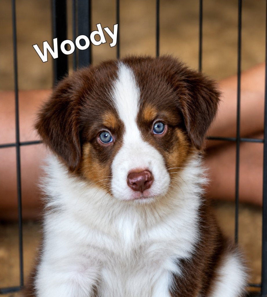 Prachtige Australian Shepherd x Border Collie pups te koop, Dieren en Toebehoren, 8 tot 15 weken, Collie, Meerdere, Meerdere dieren