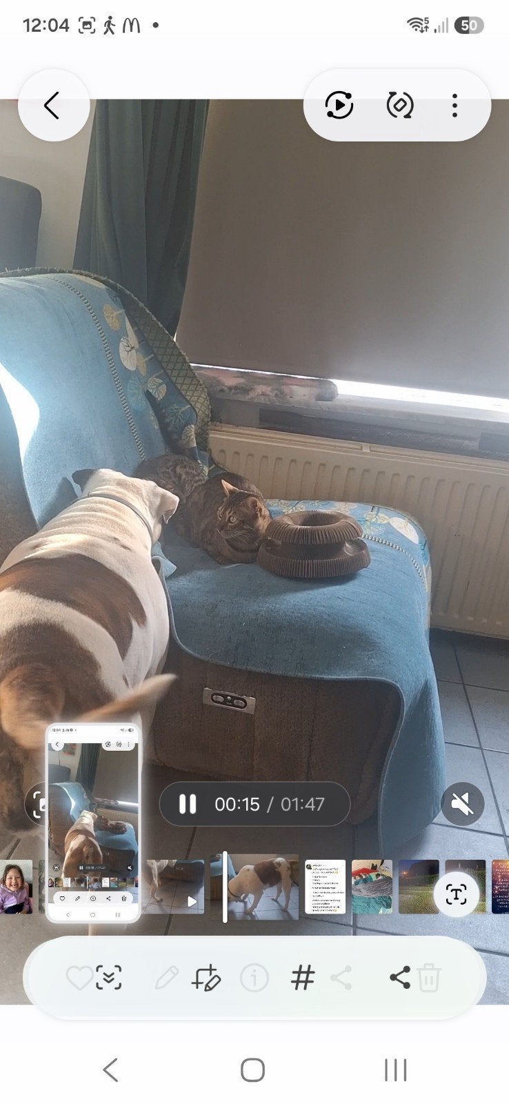 Amerikaanse bulldog, Teef, Bulldog, Eén hond, 3 tot 5 jaar