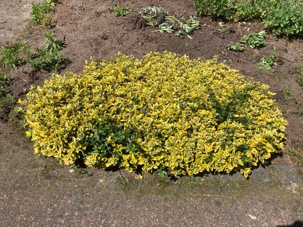 GRATIS - 2x Tuinplant / Lage struik. Ongeveer 2 meter breed, Ophalen, Vaste plant, Bodembedekkers, Volle zon