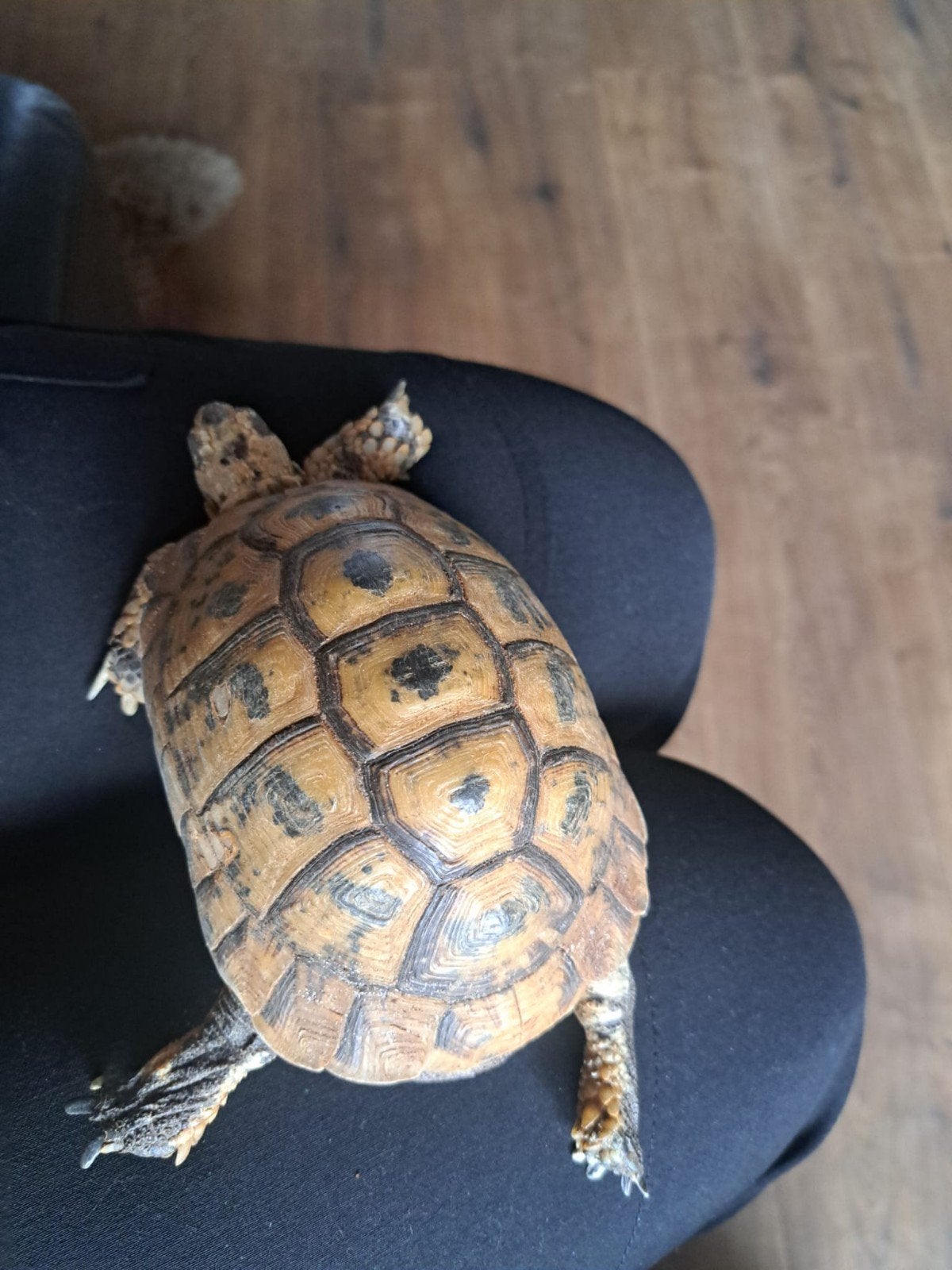 Griekse land schildpad Russische vierteen schildpad, Dieren en Toebehoren, Schildpad, 0 tot 2 jaar