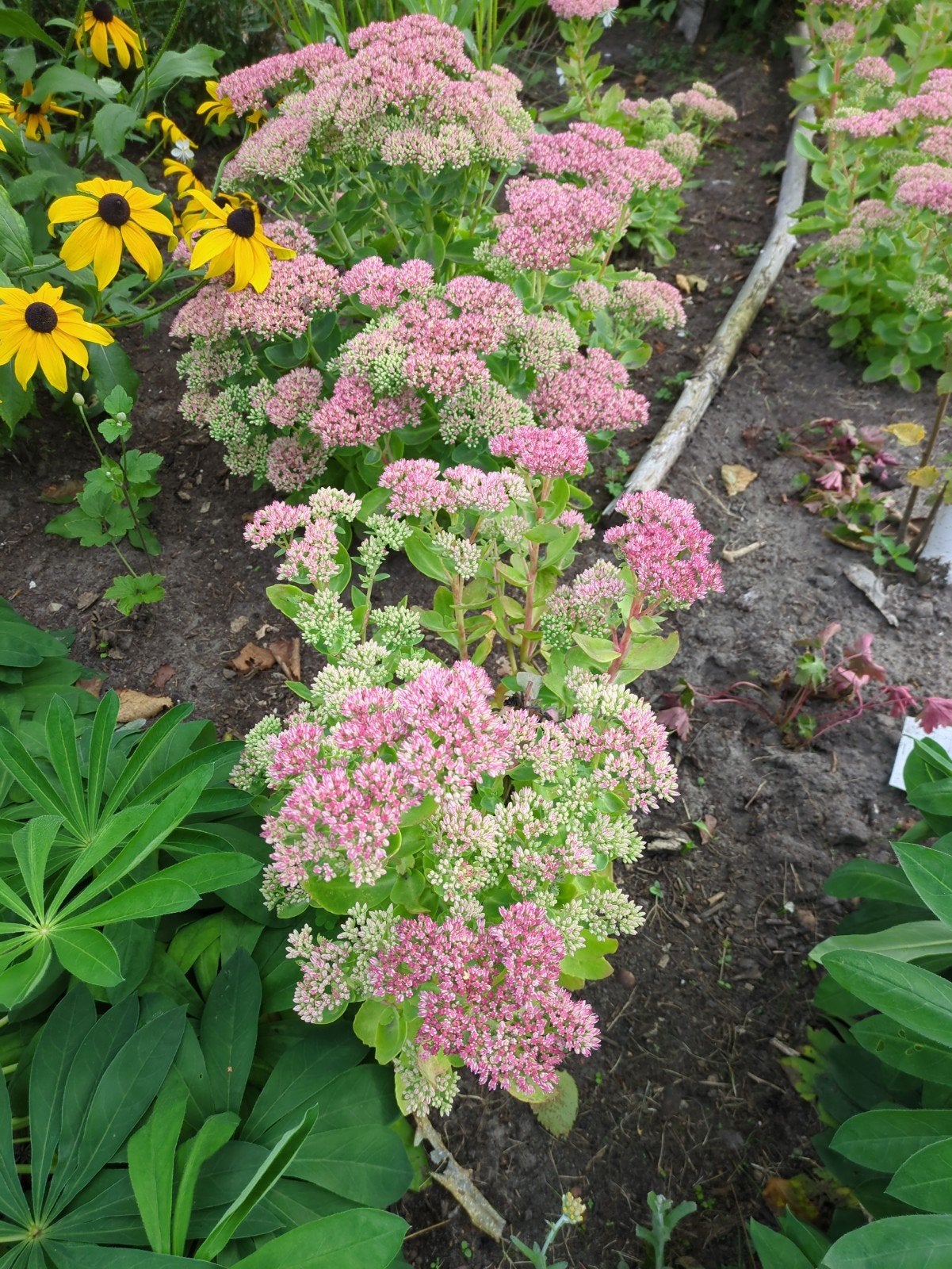 Roze Sedum (Hemelsleutel) - Vaste plant voor volle zon, Tuin en Terras, Ophalen of Verzenden, Overige soorten, Volle zon