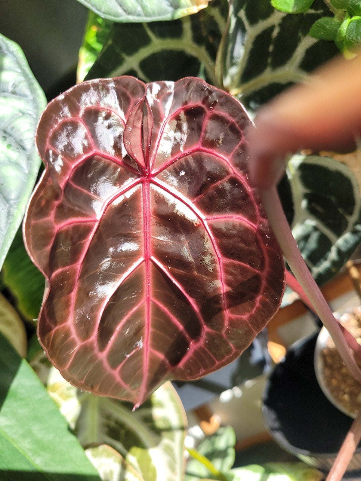 Seedlings anthurium crystal red/magnificum x michelle, Ophalen of Verzenden, Halfschaduw, Minder dan 100 cm