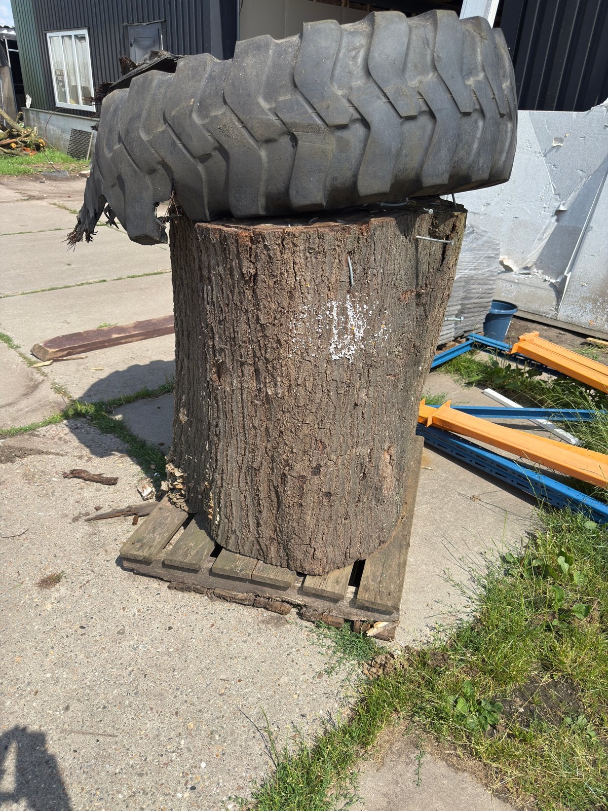 Zeer grote eiken stam op pallet 90cm diameter