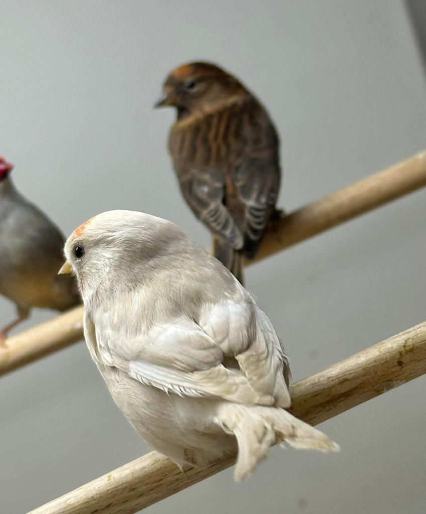 Barmsijsen, Meerdere dieren