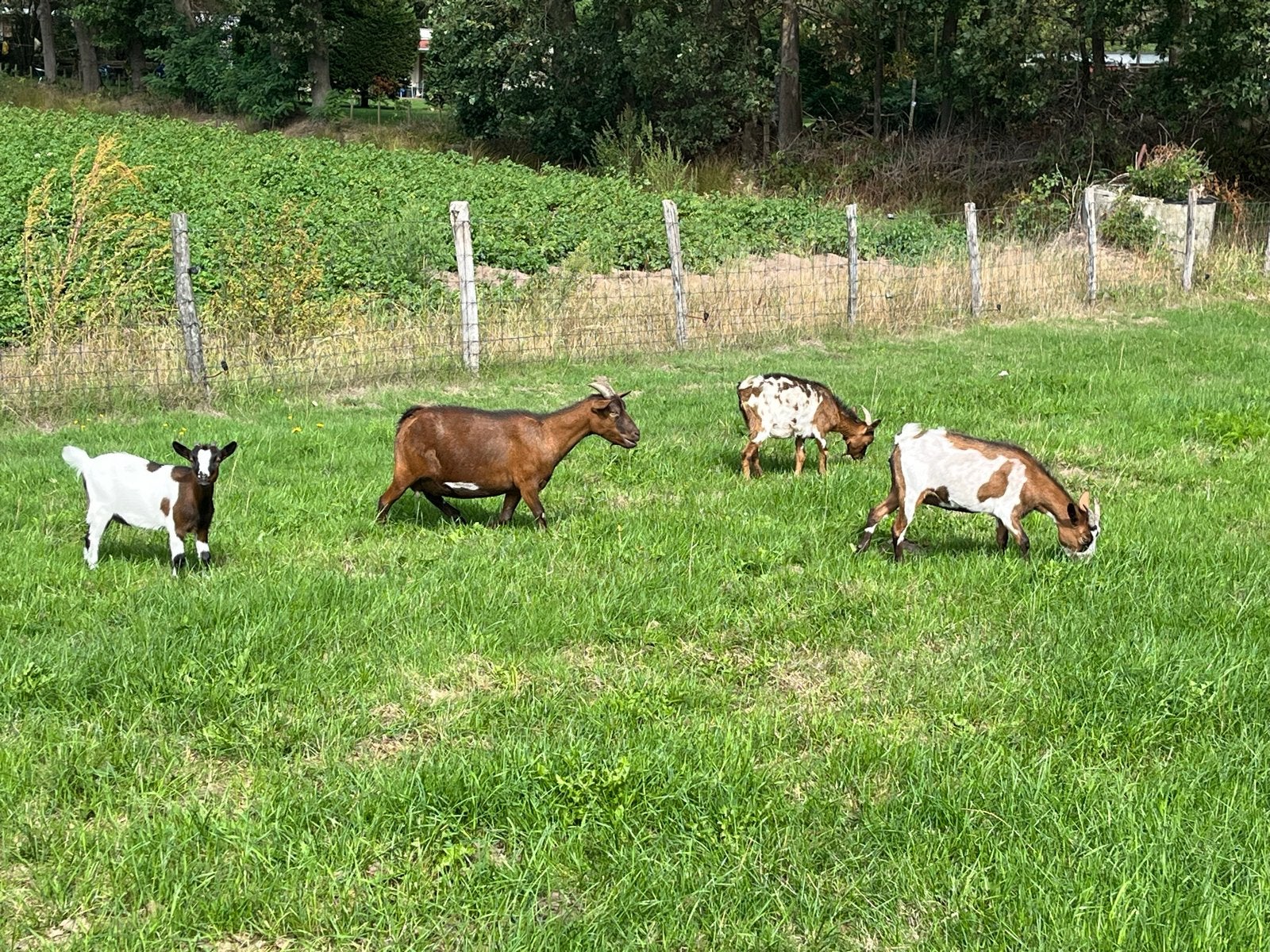 Dwerggeiten, Dieren en Toebehoren, Vrouwelijk, Geit