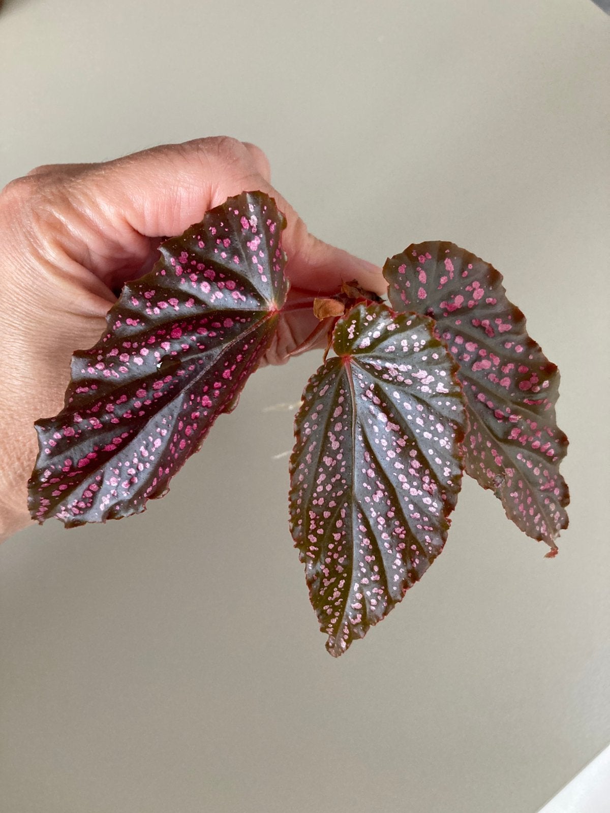 Gewortelde stek begonia benigo, Ophalen of Verzenden, Halfschaduw, Minder dan 100 cm
