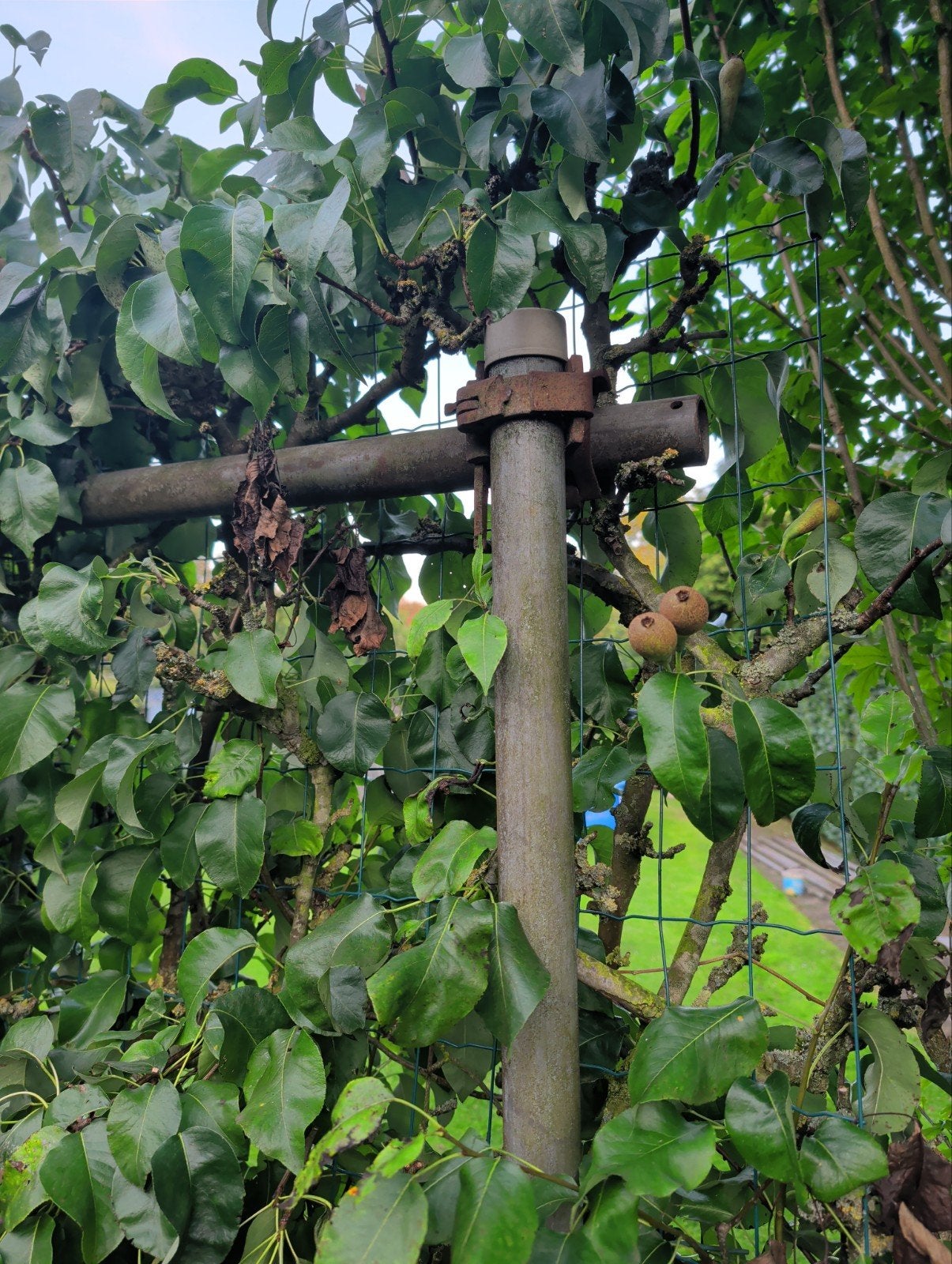 Steigerbuizen met koppelingen voor constructies, Ophalen, Gebruikt, Overige typen, 2 tot 5 meter