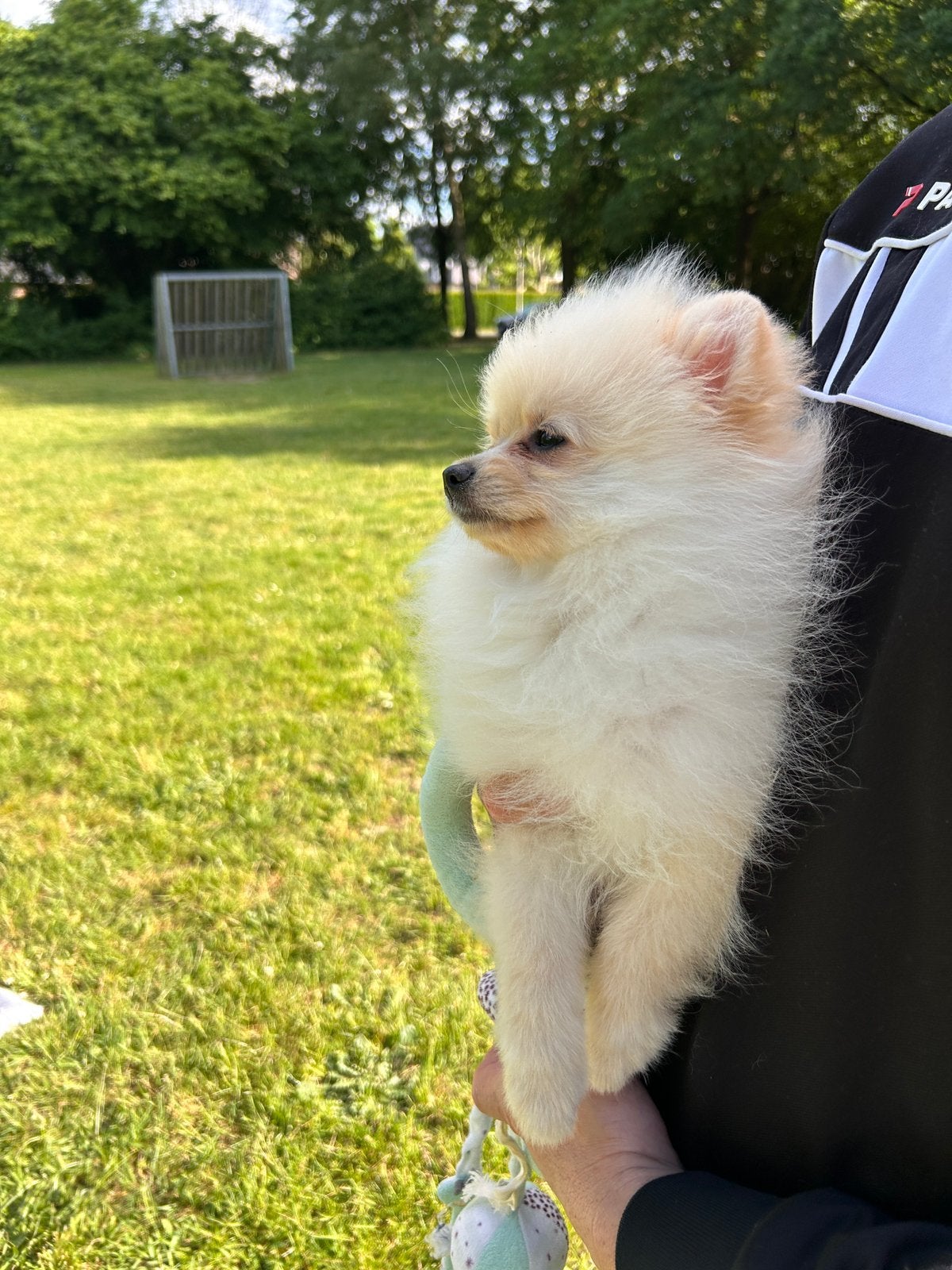 🐶Pomeranian🐶, België, Particulier, Overige rassen, 8 tot 15 weken