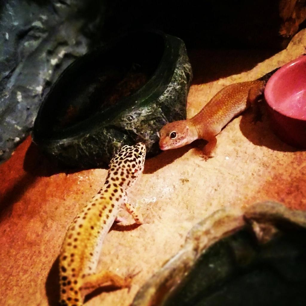 2 Prachtige Luipaardgekko’s inclusief Terrarium+accesoires
