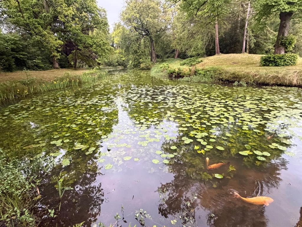 Gezocht: grote JAPANSE KOIKARPERS voor natuurvijver, Dieren en Toebehoren, Vissen | Vijvervissen, Karper of Koi