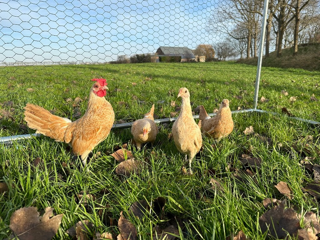Jonge tamme Sebright kriel kippen gesekst en ingeënt, Dieren en Toebehoren, Pluimvee, Vrouwelijk, Kip