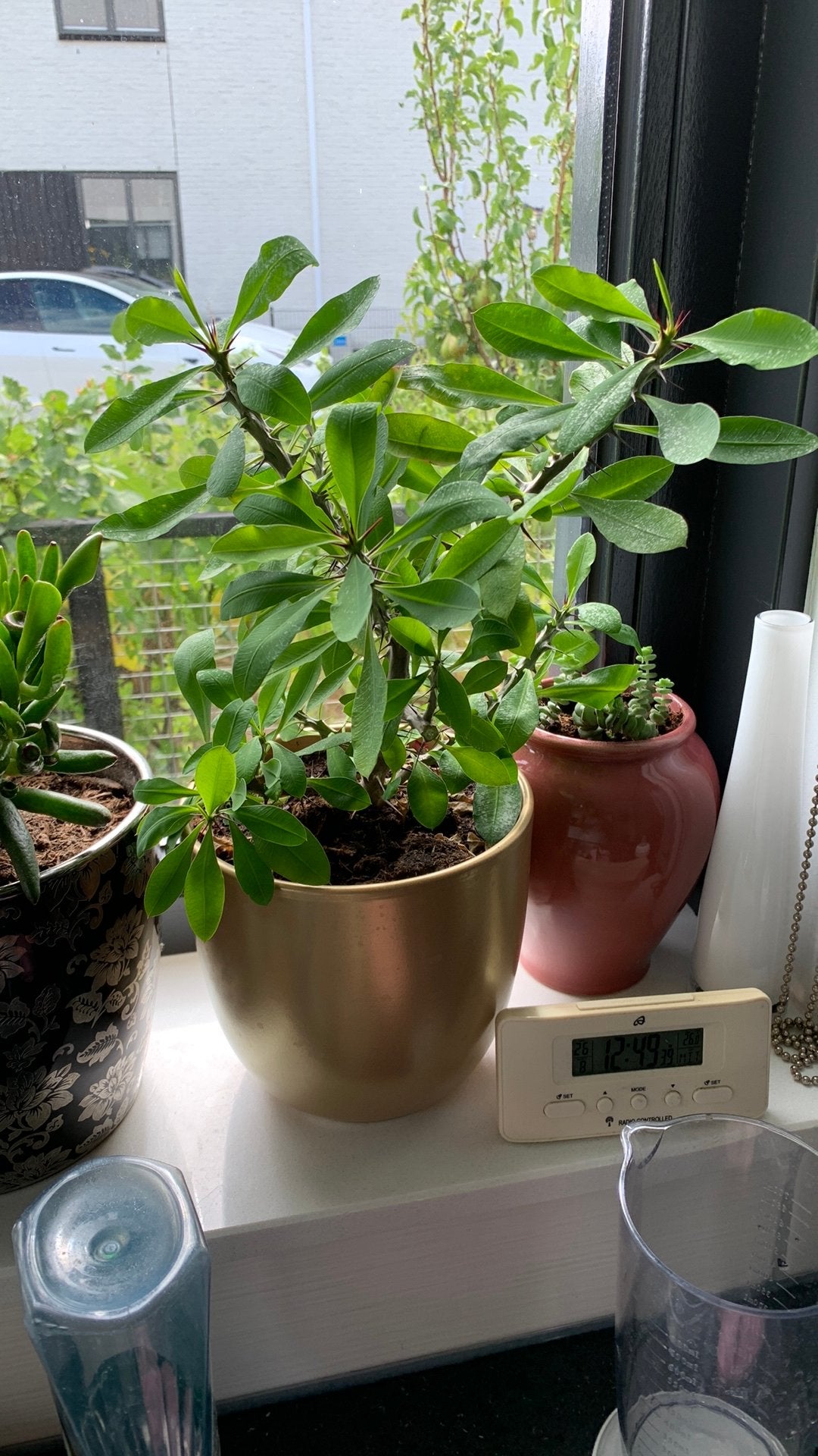 Vet plant met pot €10, Ophalen, Halfschaduw, Minder dan 100 cm