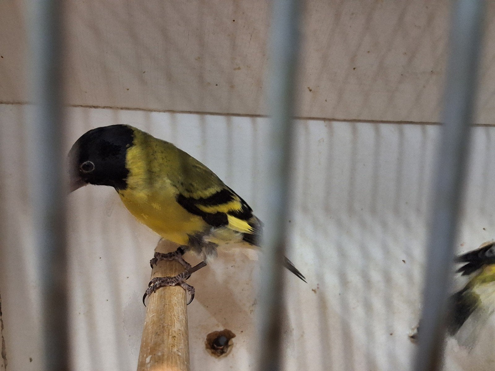 Diverse vogels, sijsen, nachtegalen, Majoor putters,goudvink, Meerdere dieren, Wildzangvogel, Geringd