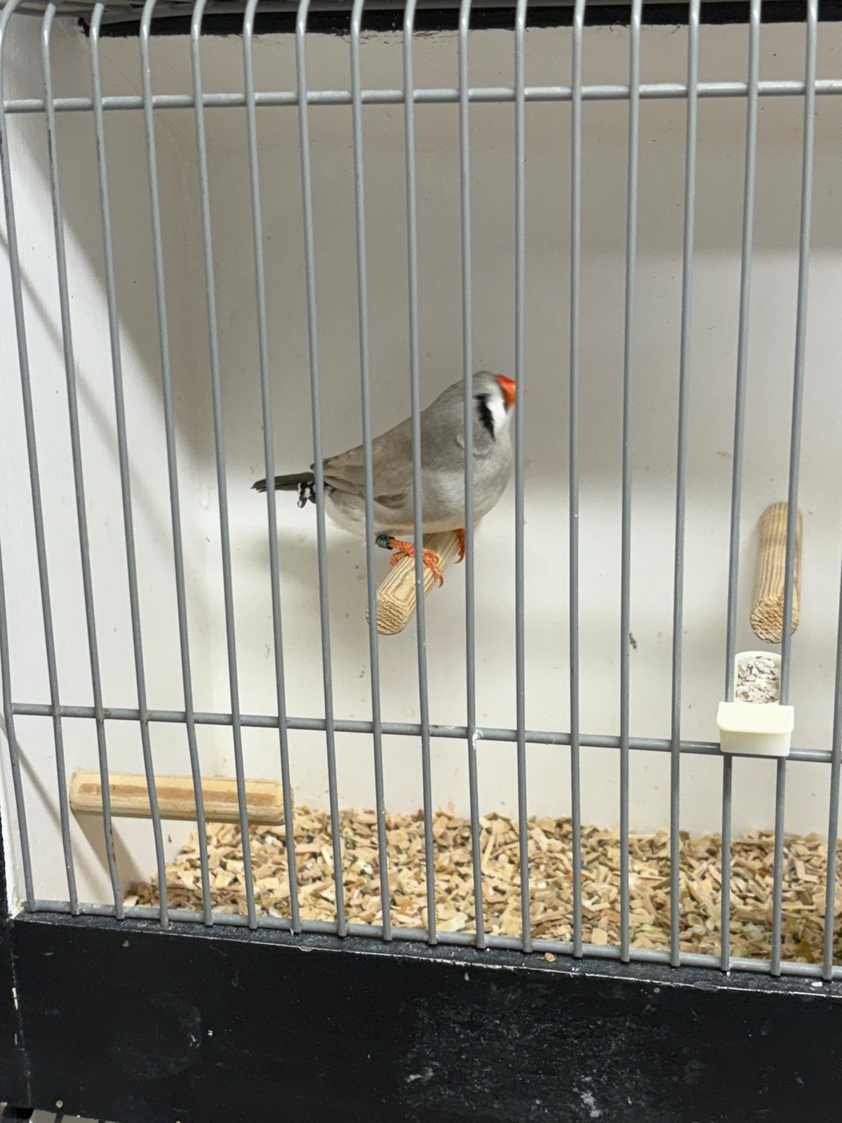 Zebravinken te koop, Meerdere dieren, Tropenvogel
