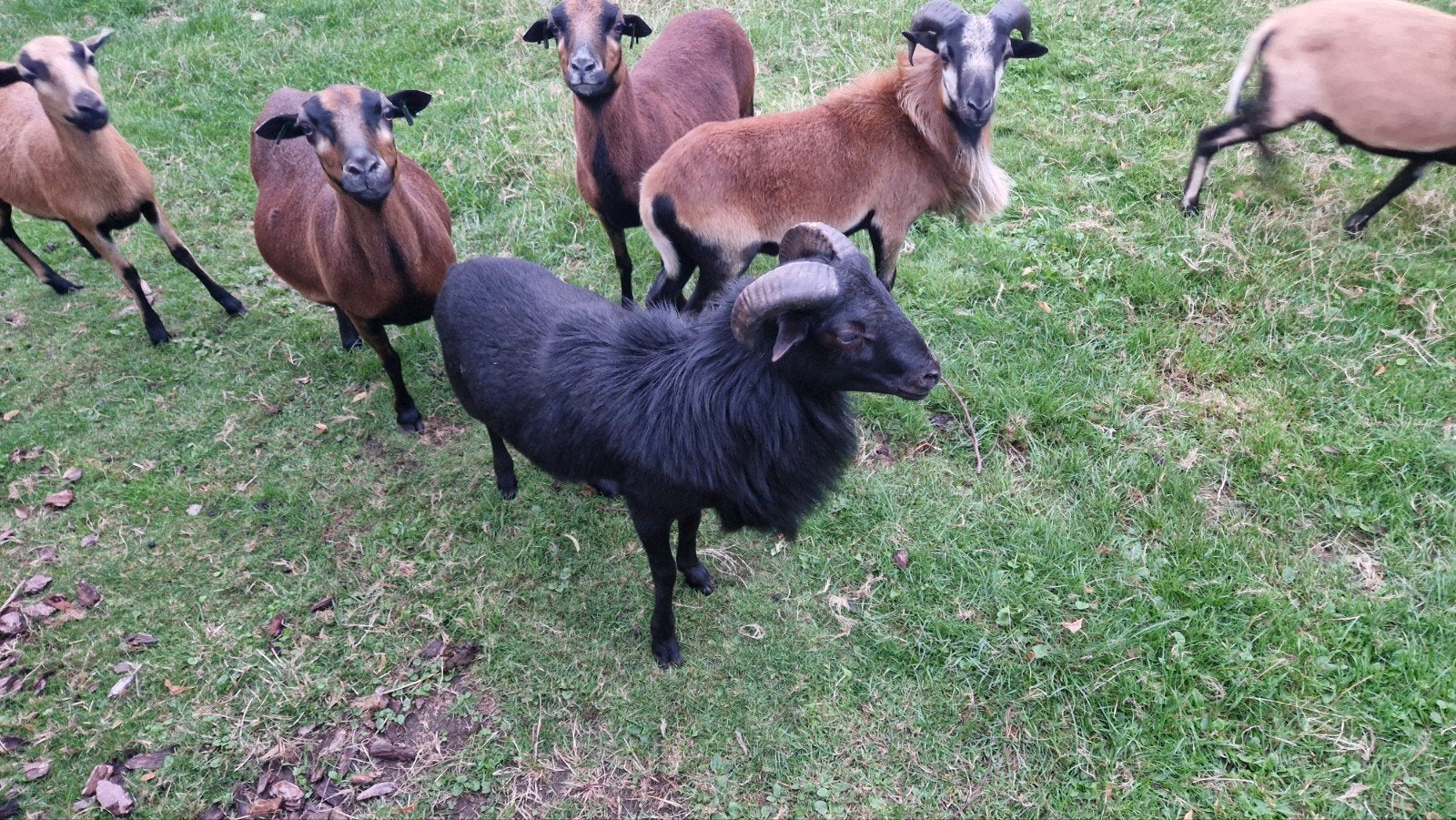 Kameroen ram - zwart, Mannelijk, Schaap