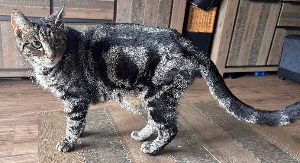 Laatste 4 kittens Cypers X bengaals zoeken een warm huisje, Meerdere dieren, Kortharig, 0 tot 2 jaar