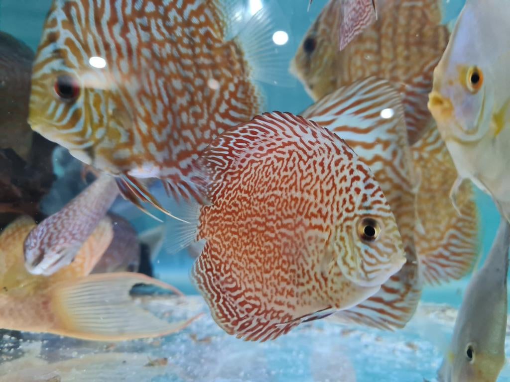 Panthera Leopard Discus, Symphysodon Discus Panthera Leopard