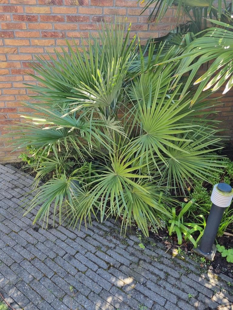 Grote Chinese Waaierpalm - Gezond en Groen, Ophalen, Vaste plant