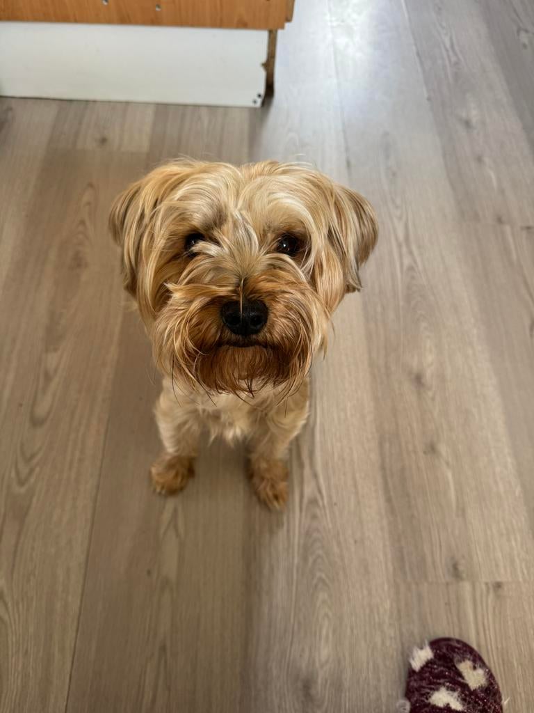Adoptie Yorkshire Terrier ️, Dieren en Toebehoren, Particulier, Reu, 1 tot 2 jaar, Buitenland