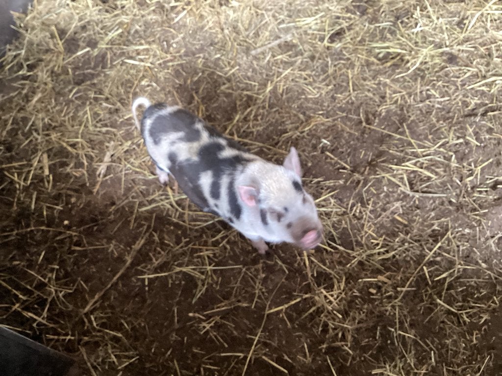 onverwant span (zeug en beer) minivarkens €.500,-, Dieren en Toebehoren, Meerdere dieren, Varken, 0 tot 2 jaar