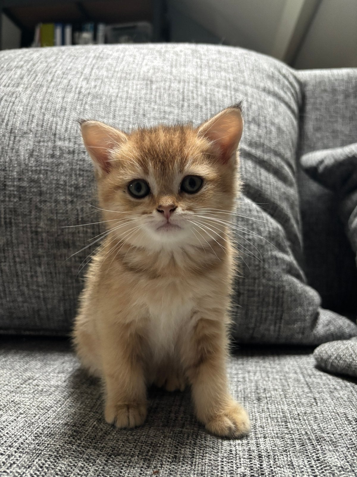 Lieve Britse Korthaar kittens, Dieren en Toebehoren, Meerdere dieren, Ontwormd, 0 tot 2 jaar