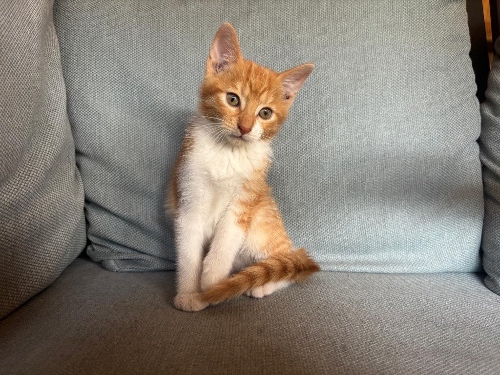 De 5 mooiste en liefste kittens van Ommen te koop!, Meerdere dieren, Kortharig, 0 tot 2 jaar