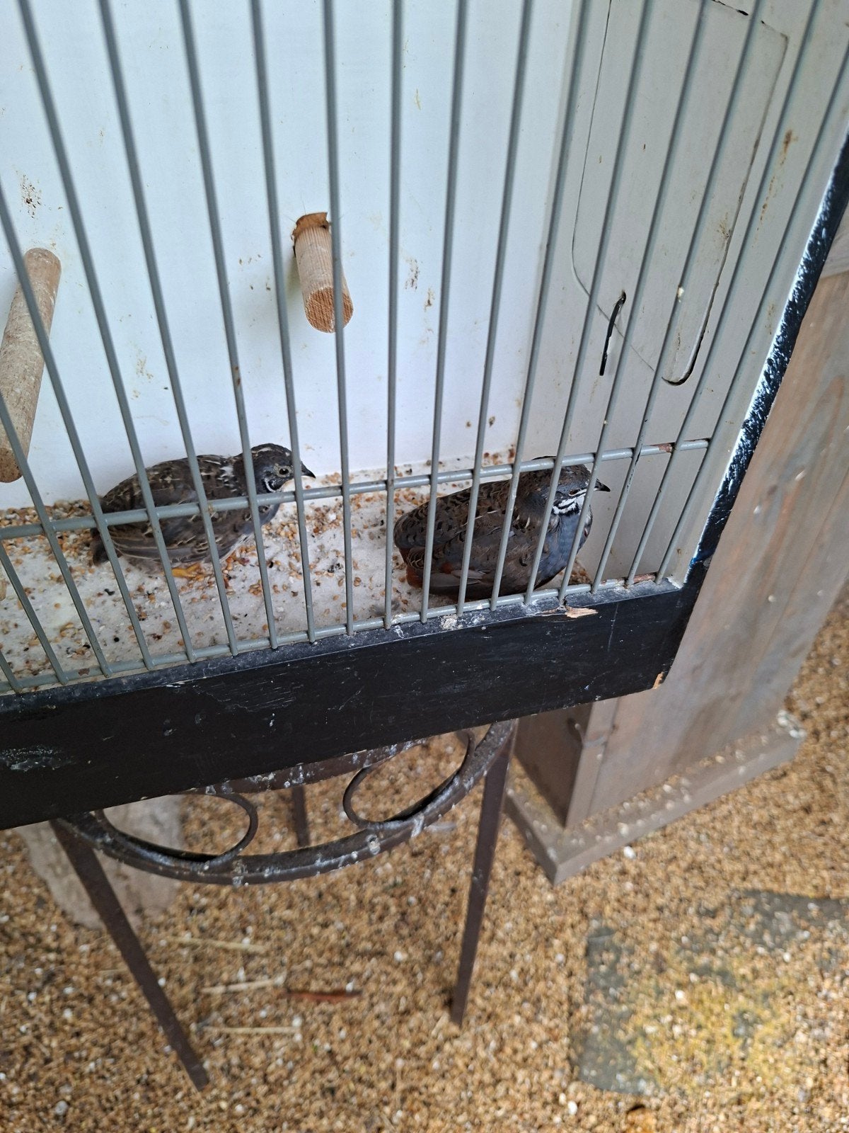 Kwartels, Dieren en Toebehoren, Meerdere dieren, Zangkanarie