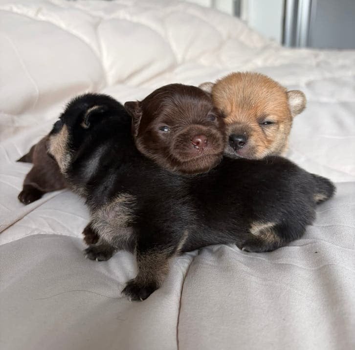 Pomchi (pomeranian x chihuahua) puppy’s, Dieren en Toebehoren, Parvo, Overige rassen, 8 tot 15 weken, Meerdere