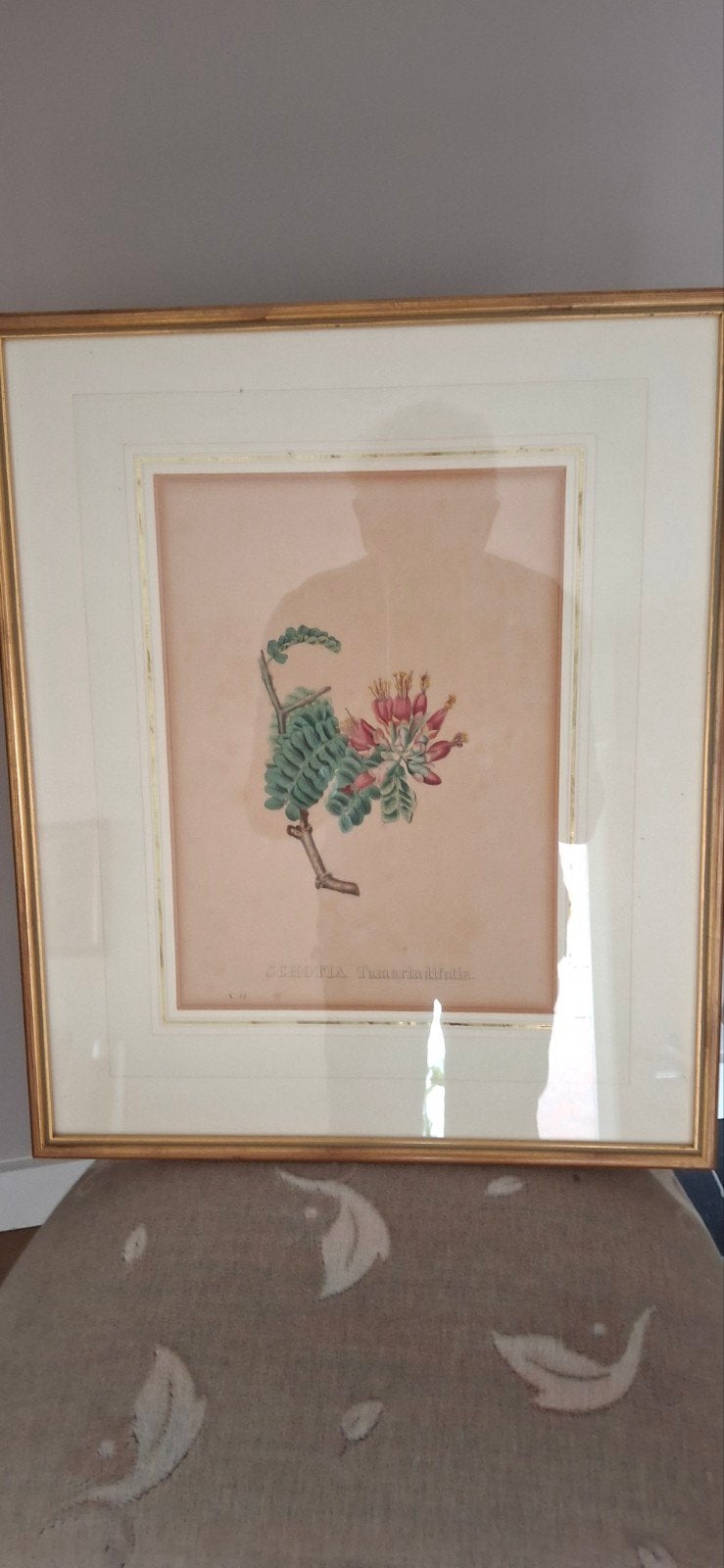 Oud-handgekleurde lithografie 'Schotia Tamarindifolia', Ophalen