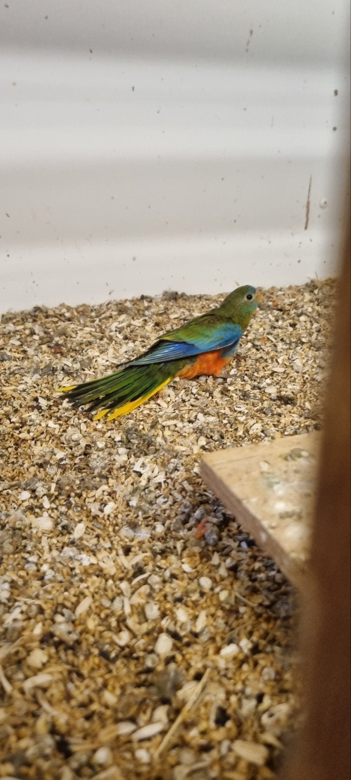Turquoisine parkiet gratis, Dieren en Toebehoren, Vogels | Parkieten en Papegaaien, Mannelijk, Parkiet