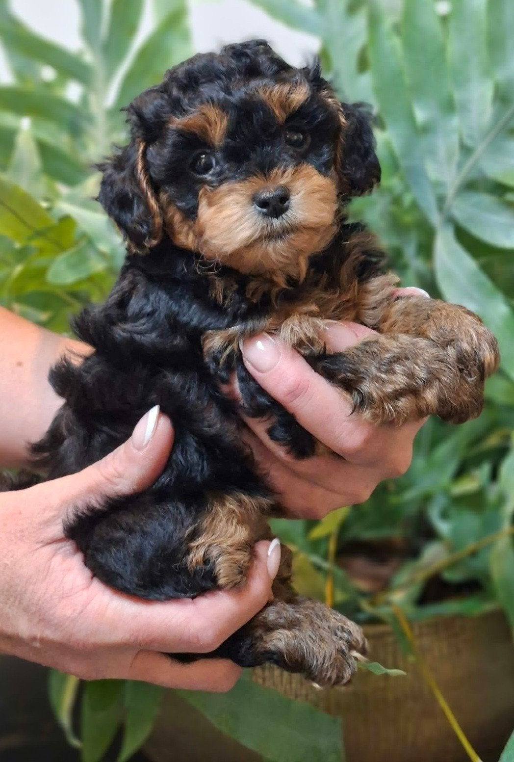 ️ EXCLUSIEVE KLEIN BLIJVENDE YORKIPOO PUPS️, Dieren en Toebehoren, Overige rassen, 8 tot 15 weken, CDV (hondenziekte), Meerdere