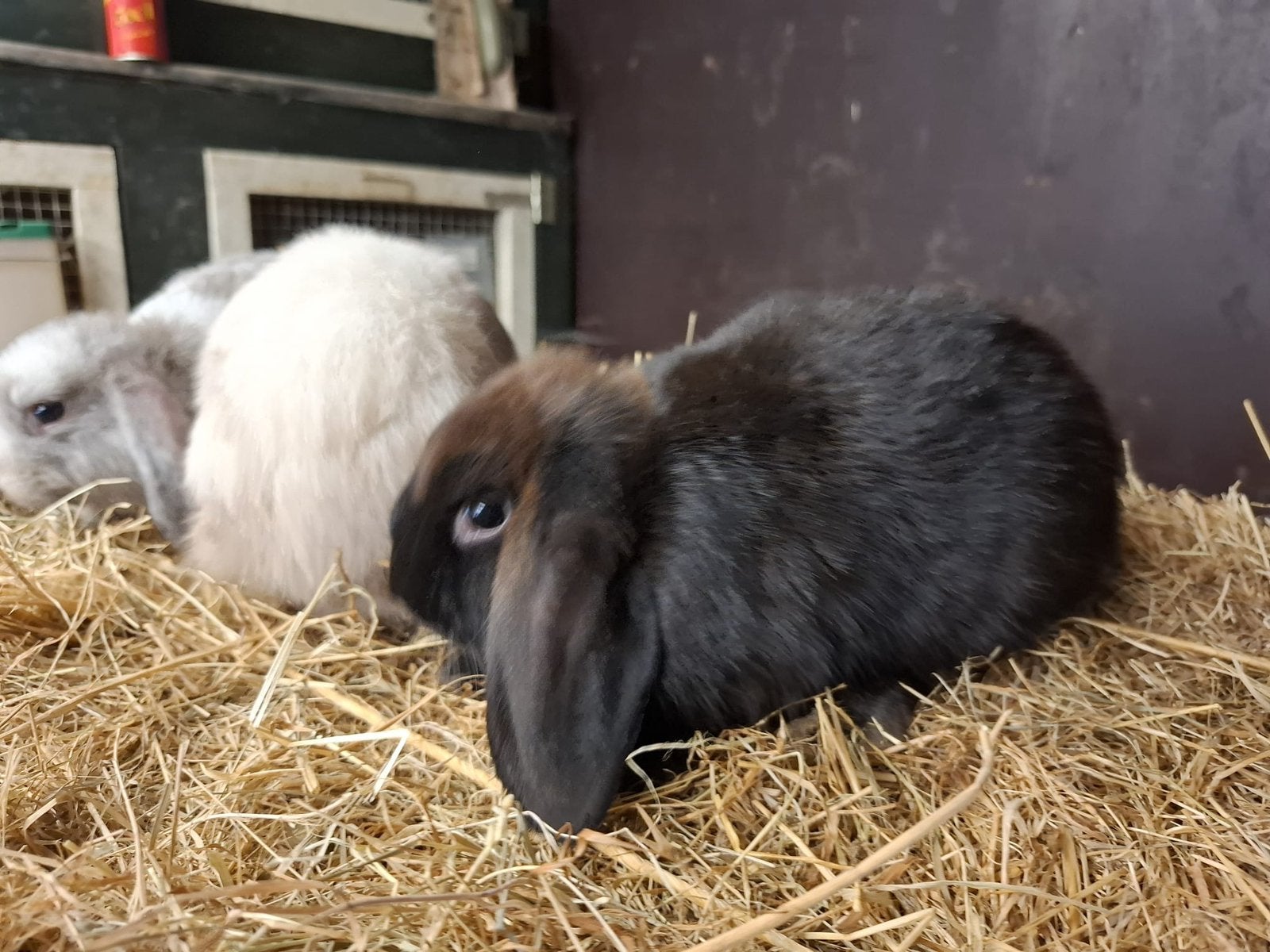 Te koop Hangoor Dwerg konijntjes, Dieren en Toebehoren, Konijnen, Meerdere dieren