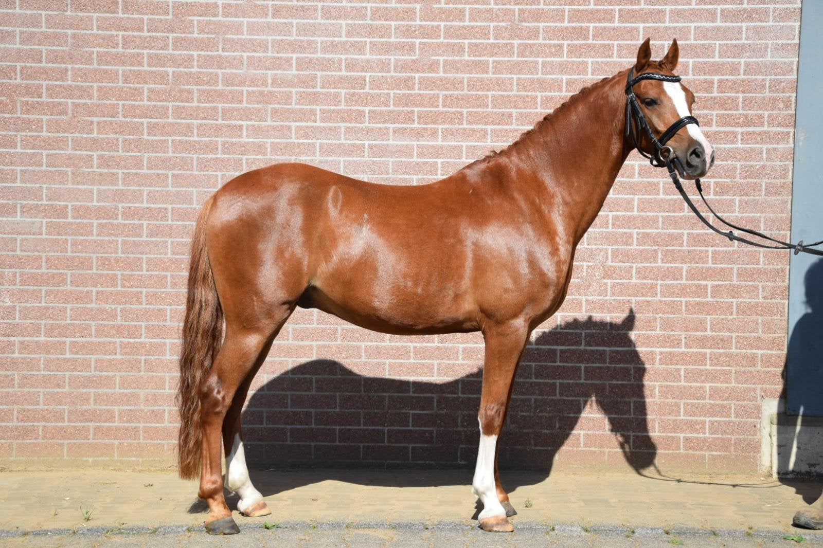 Brave, chique C-pony L1 dressuur – Betrouwbare kinderpony, Dieren en Toebehoren, Pony's, Met stamboom, Ruin, Dressuurpony, 3 tot 6 jaar