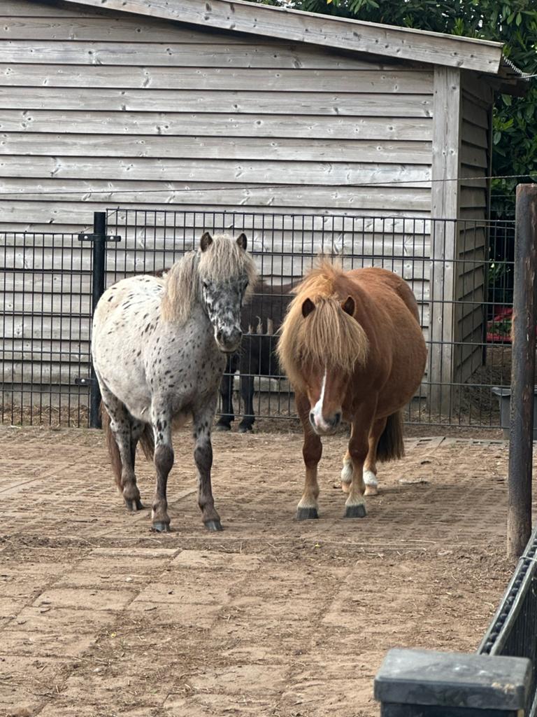 Knappe shetlander merrie, Dieren en Toebehoren, Pony's, Merrie, Niet van toepassing, A pony (tot 1.17m), 7 tot 10 jaar