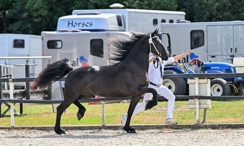 Fries paard, Dieren en Toebehoren, Merrie, Dressuurpaard, 3 tot 6 jaar, 160 tot 165 cm