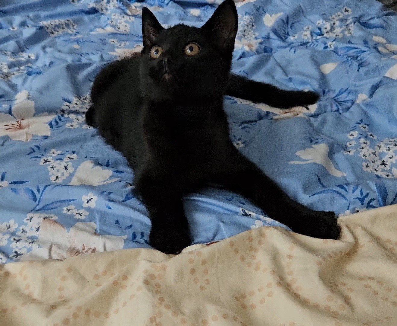 Kittens te koop, Dieren en Toebehoren, Katten en Kittens | Overige Katten, Kortharig, Geslacht onbekend, 0 tot 2 jaar