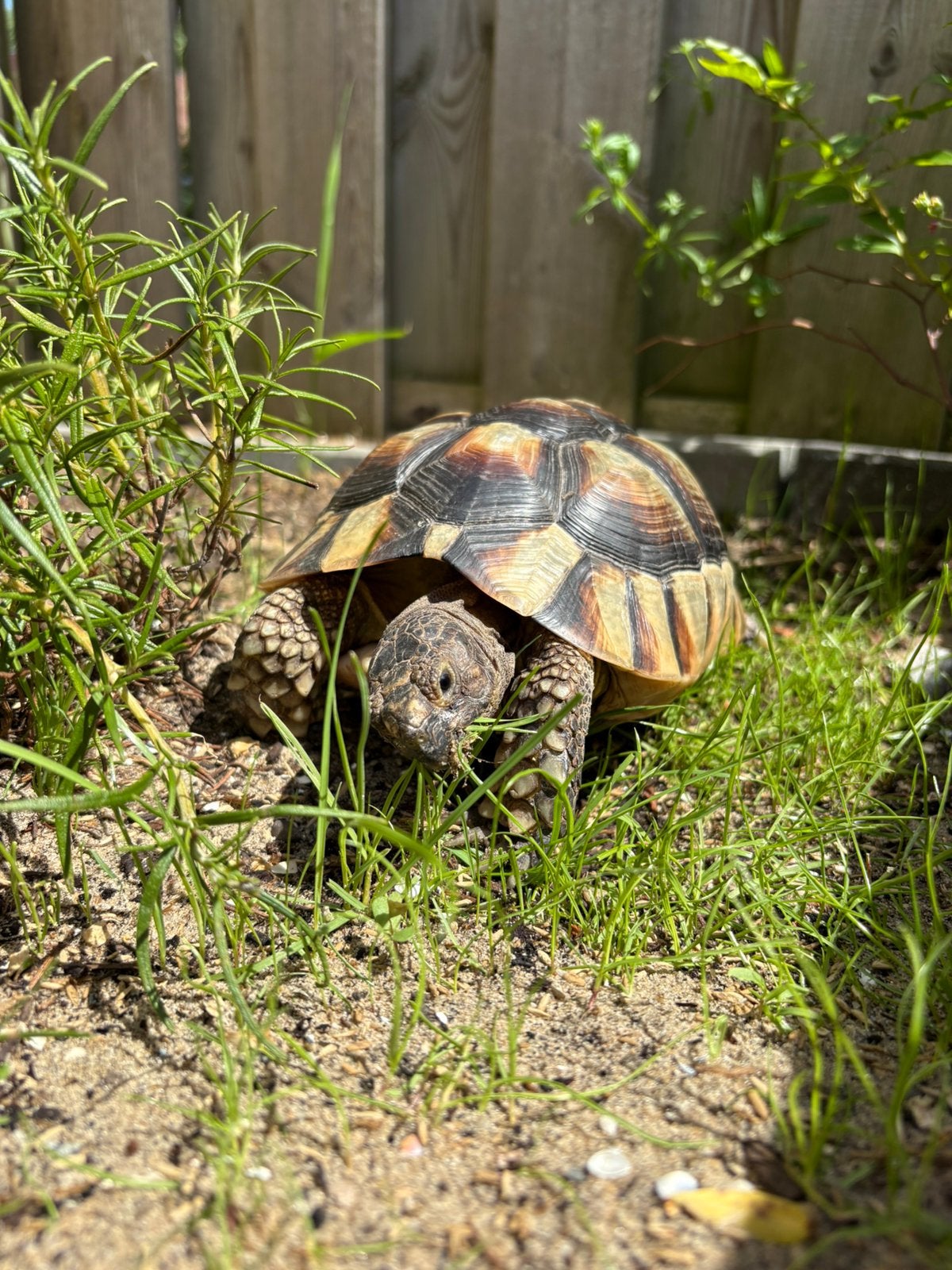 Testudo Marginata vrouw Tortoise photo 5