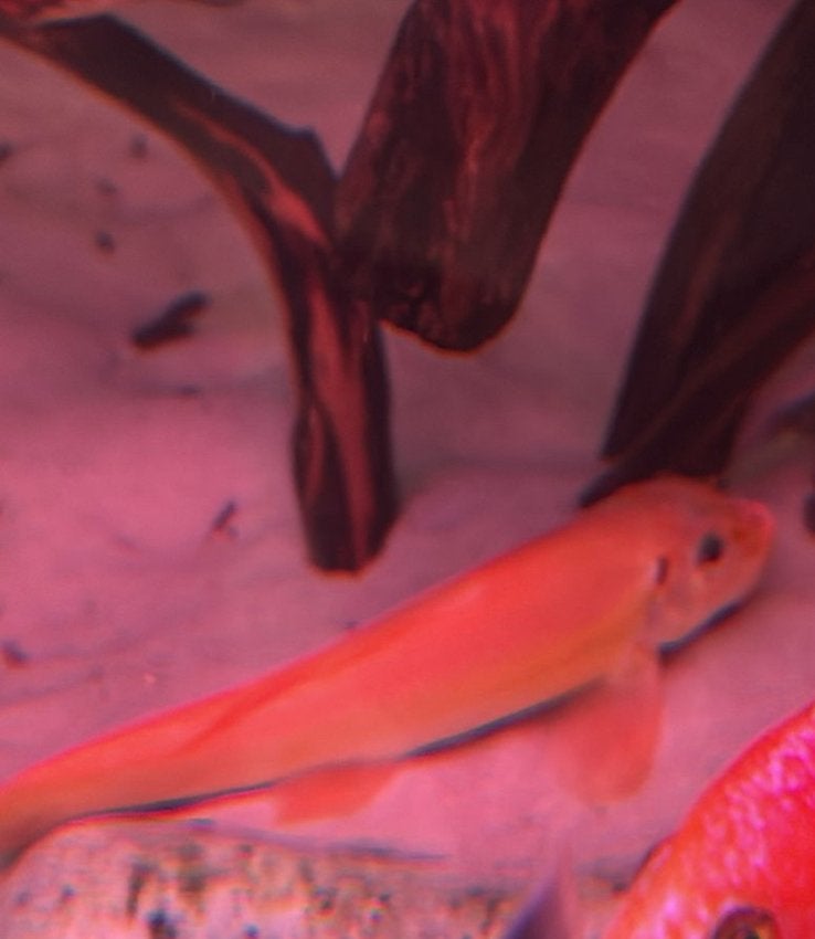 XL siamese algeneter oranje 17 cm, Dieren en Toebehoren, Vis