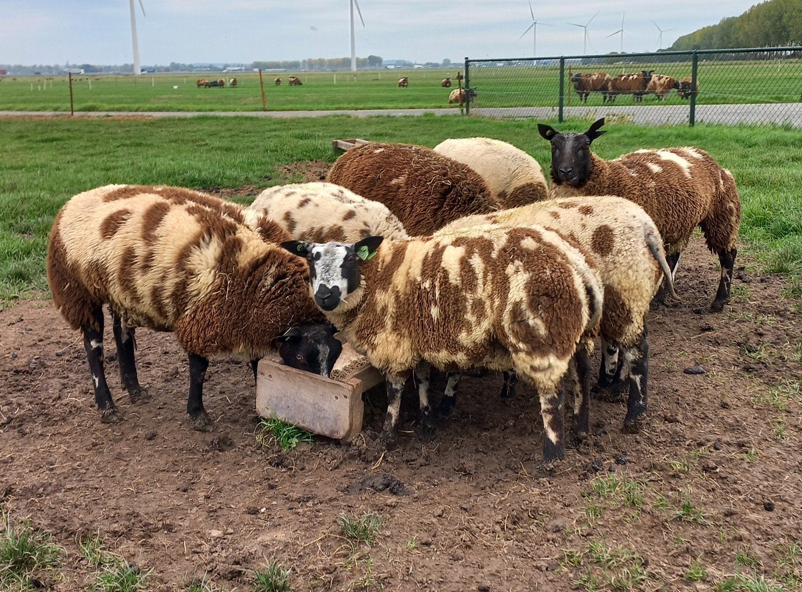 Bonte stamboek ooien te koop., Dieren en Toebehoren, Vrouwelijk, Schaap