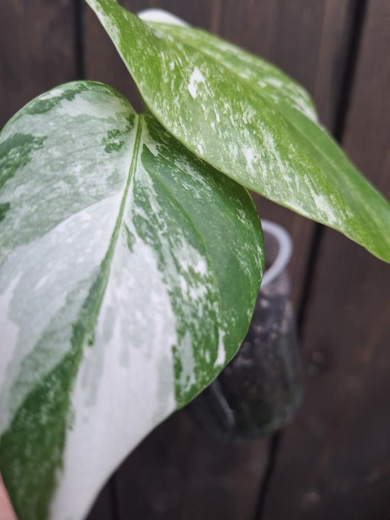 Monstera variegata plantje, Ophalen of Verzenden, Halfschaduw, Minder dan 100 cm