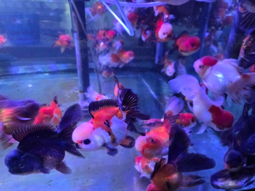 Handpick Oranda, Rozentail, Goudvis 13/15 cm - Koidream, Goudvis(sen)