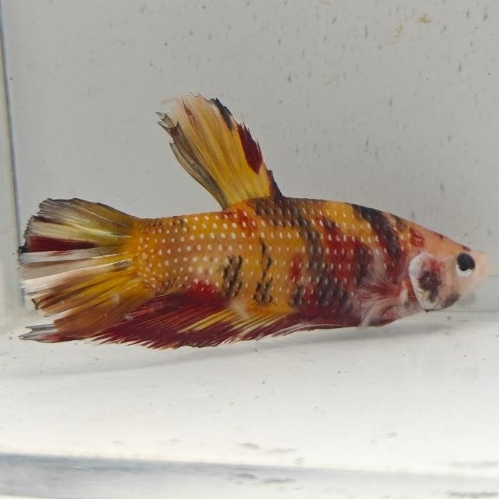 Betta splendens man 44, Vis