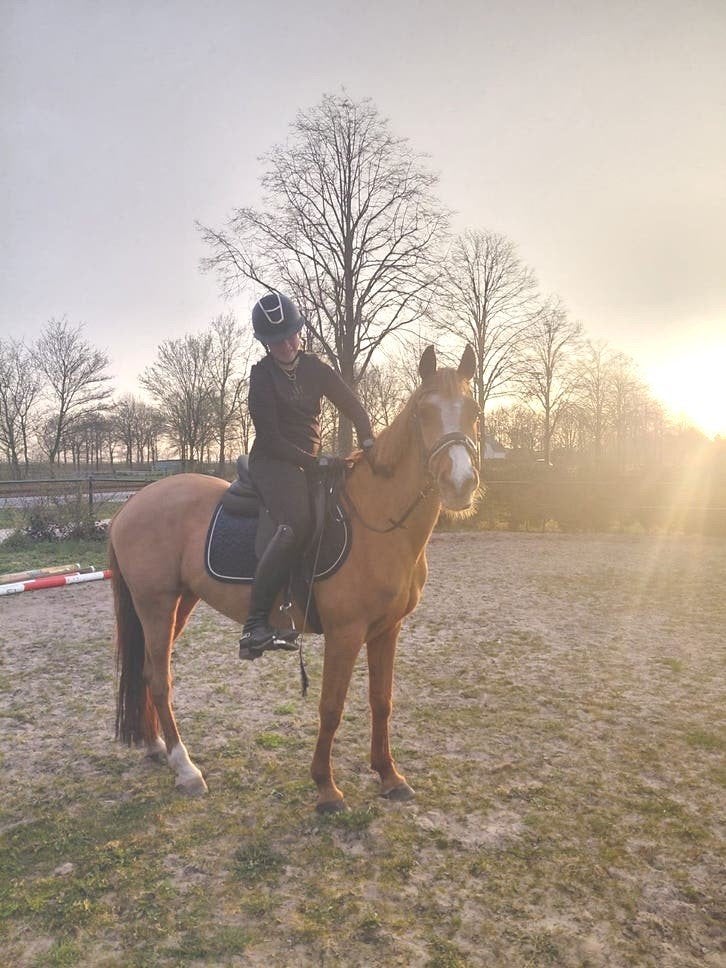 Lieve en brave grote d-pony, Merrie, 11 jaar of ouder
